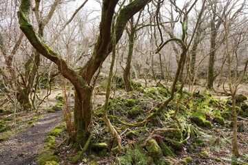 Fototapeta na wymiar mossy rocks and vines in deep forest