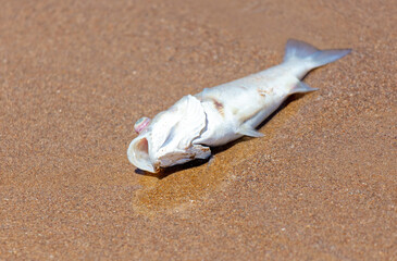 Fototapeta na wymiar Dead fish on the sandy seashore.