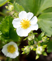 White flowers on strawberries in the vegetable garden.