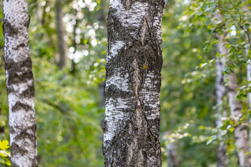 Birch trees in the park in summer.