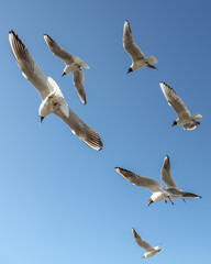 Fototapeta premium A flock of seagulls in flight against a sky.