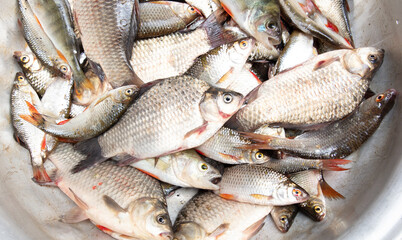 A lot of fish in a bowl as a background