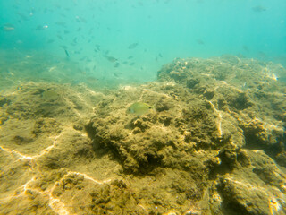 A school of fish swims in the sea.