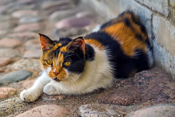 A four-colored cat lies on the sidewalk in close-up. Feeding street animals. Pets live on city streets. Help our homeless little brothers. Pets that survive and starve