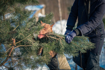 A beautiful purebred American Pit Bull Terrier is playing outdoors in winter. There is artistic...