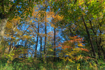 	埼玉県嵐山渓谷の樹木