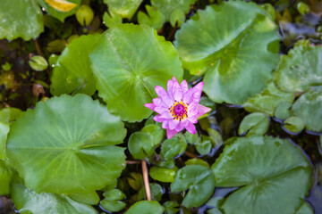 Lotus flower in a pond