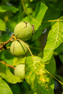 Green unripe walnuts hang on a branch. Green leaves and unripe walnut. Fruits of a walnut.