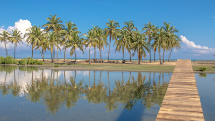 Coconut relections