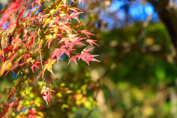 色付き始めた沢山のイロハモミジ