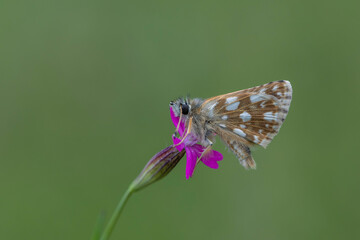tiny brown butterfly on green background