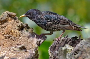 Common Starling (Sturnus vulgaris) walking and searching for food on old looking tree stump