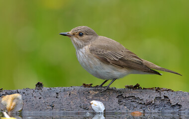 Spotted Flycatcher (Muscicapa Striata) strict look while perched on a branch stump near water pond 