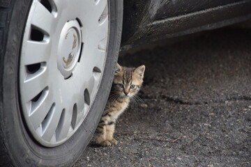 Small сute gray striped street kitten sits under the car at the big wheel and stares intently on...