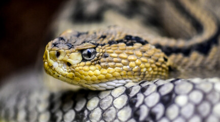 Animals Time Western Diamondback Rattlesnake eyes snake hypnotize © Iliya Mitskavets