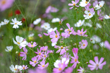 白とピンクのコスモス 畑