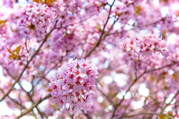 Large pink tree flowers in spring close-up. Cherry cherry blossoms in the Park. The season of flowering and allergies in gardens and on city streets. Beautiful bouquet of fresh flowers.