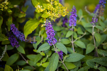 The buddleja davidii bush is blooming in the garden