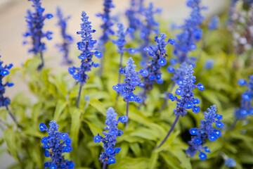 Blue Salvia flowers field in the park. Summer or springtime season background.