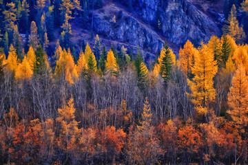 scenery yellow larch beautiful autumn forest, ecology climate change