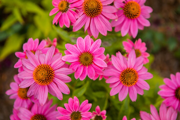 Echinacea purpurea flowering coneflowers, group of ornamental medicinal plants in bloom