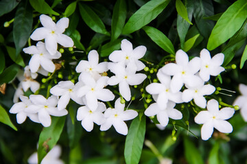 Sampaguita jasmine (officinale jasminum) white flower blooming with bud inflorescence and green...