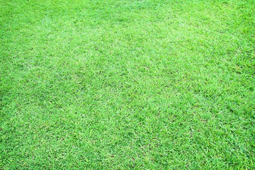 Grassy green field texture in natural garden on background