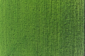 Regular geometrical pattern of lush green rice fields and rice paddies in Japan in summer