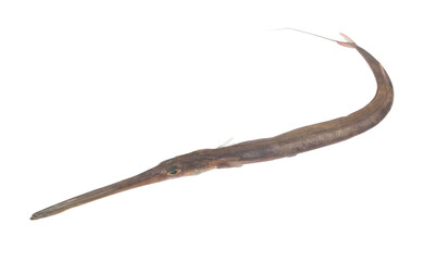 Obraz premium Fresh trumpetfish isolated on white background 