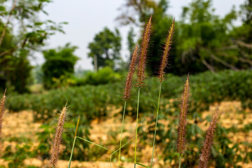 Close up photo of fountain grass and blurred background.
