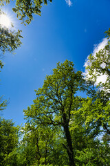 photo up to the tree top shot from below, springtime in germany with sunstar