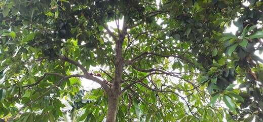 green grass background