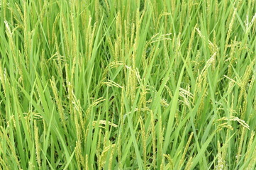 Rice seed and culms, straw in geometrical patterns of lush green rice fields and rice paddies in Japan in summer
