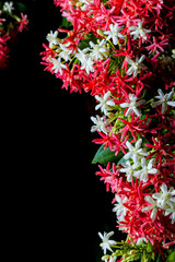 Quisqualis indica also known as the Chinese honeysuckle, Rangoon Creeper, and Combretum indicum on black background.