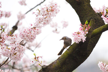 桜とヒヨドリ