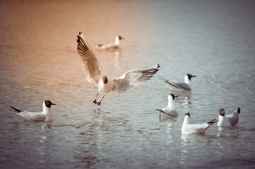 Seagulls on the beach sea at bright sunny day