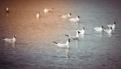 Seagulls on the beach sea at bright sunny day