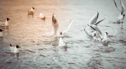 Seagulls on the beach sea at bright sunny day