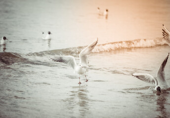 Seagulls on the beach sea at bright sunny day