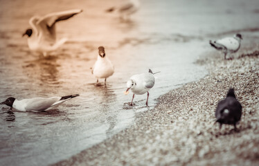 Seagulls on the beach sea at bright sunny day