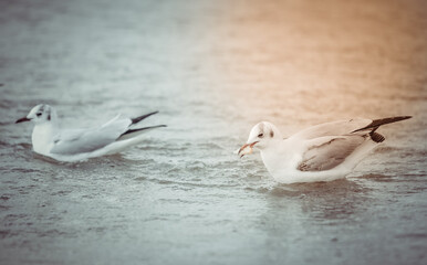 Seagulls on the beach sea at bright sunny day