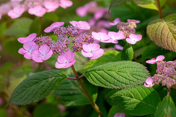 Pink hydrangea flowers in the summer garden