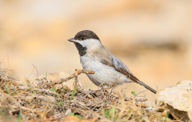 Sombre Tit (Poecile lugubris) is a songbird found in mountainous woodlands. It usually lives in arid mountainous areas.