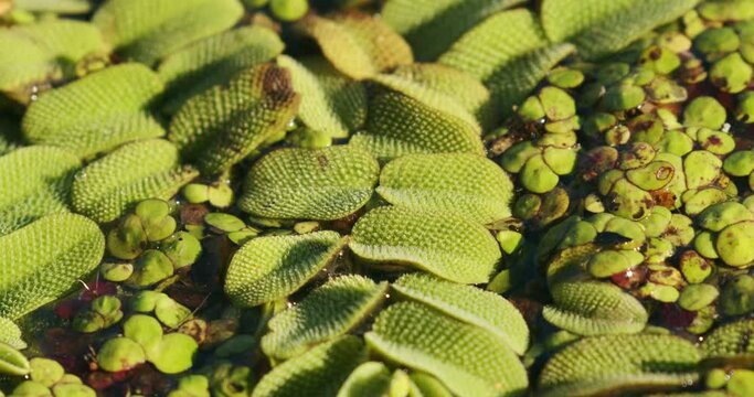 Salvinia natans, commonly known as floating fern
