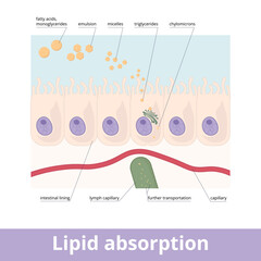 Lipid absorption. Fat globules absorption in the digestive system, emulsion and micelles formation, triglycerides compound, and further chylomicrons transportation into lymph capillary.