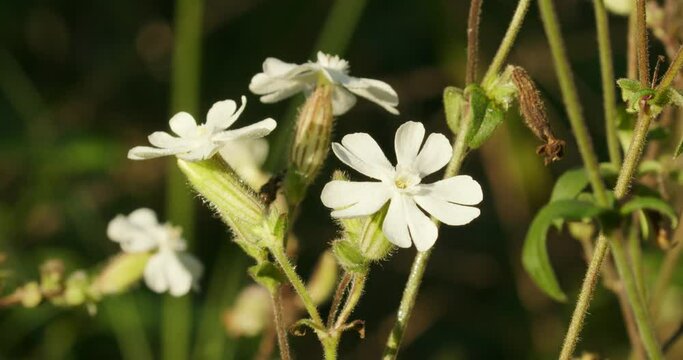 Silene vulgaris, the bladder campion flower