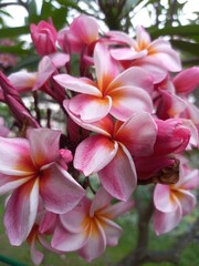 Red frangipani or Plumeria rubra flower blooming under daylight.