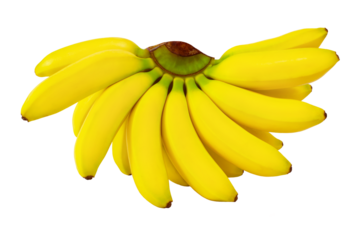 Baby bananas branch. Mini banana bunch