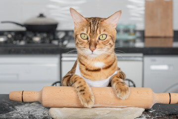 A domestic cat rolls out pizza dough on the kitchen table using a rolling pin.