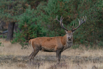 Naklejka na ściany i meble Red deer (Cervus elaphus) stag in rutting season on the field of National Park Hoge Veluwe in the Netherlands. Forest in the background. 